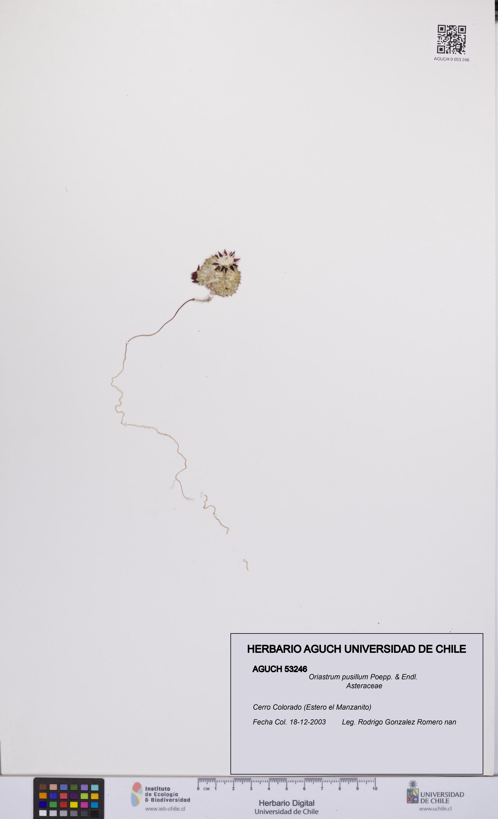 Oriastrum pusillum [Espécimen: UCH:AGUCH:0053246]