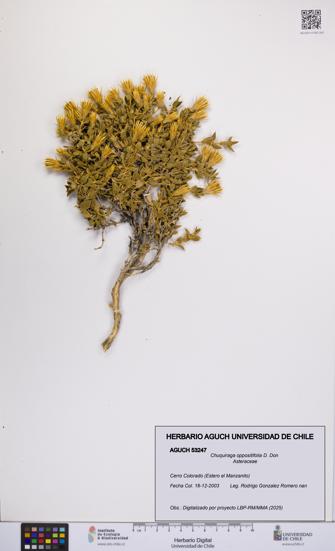 Chuquiraga oppositifolia [Espécimen: UCH:AGUCH:0053247]