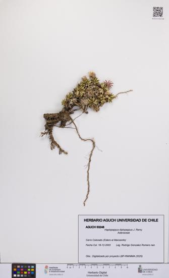 Haplopappus diplopappus [Espécimen: UCH:AGUCH:0053248]