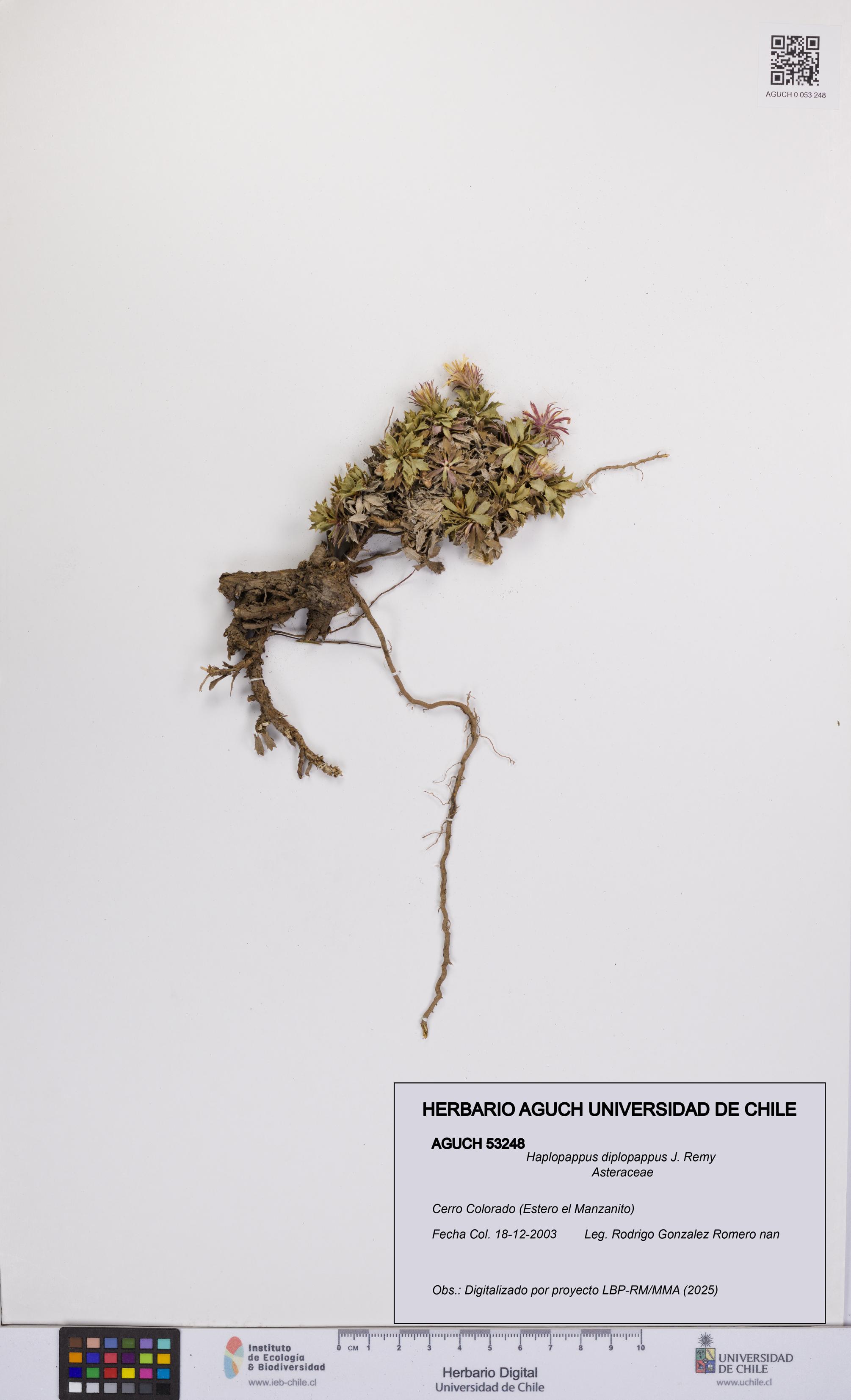 Haplopappus diplopappus [Espécimen: UCH:AGUCH:0053248]