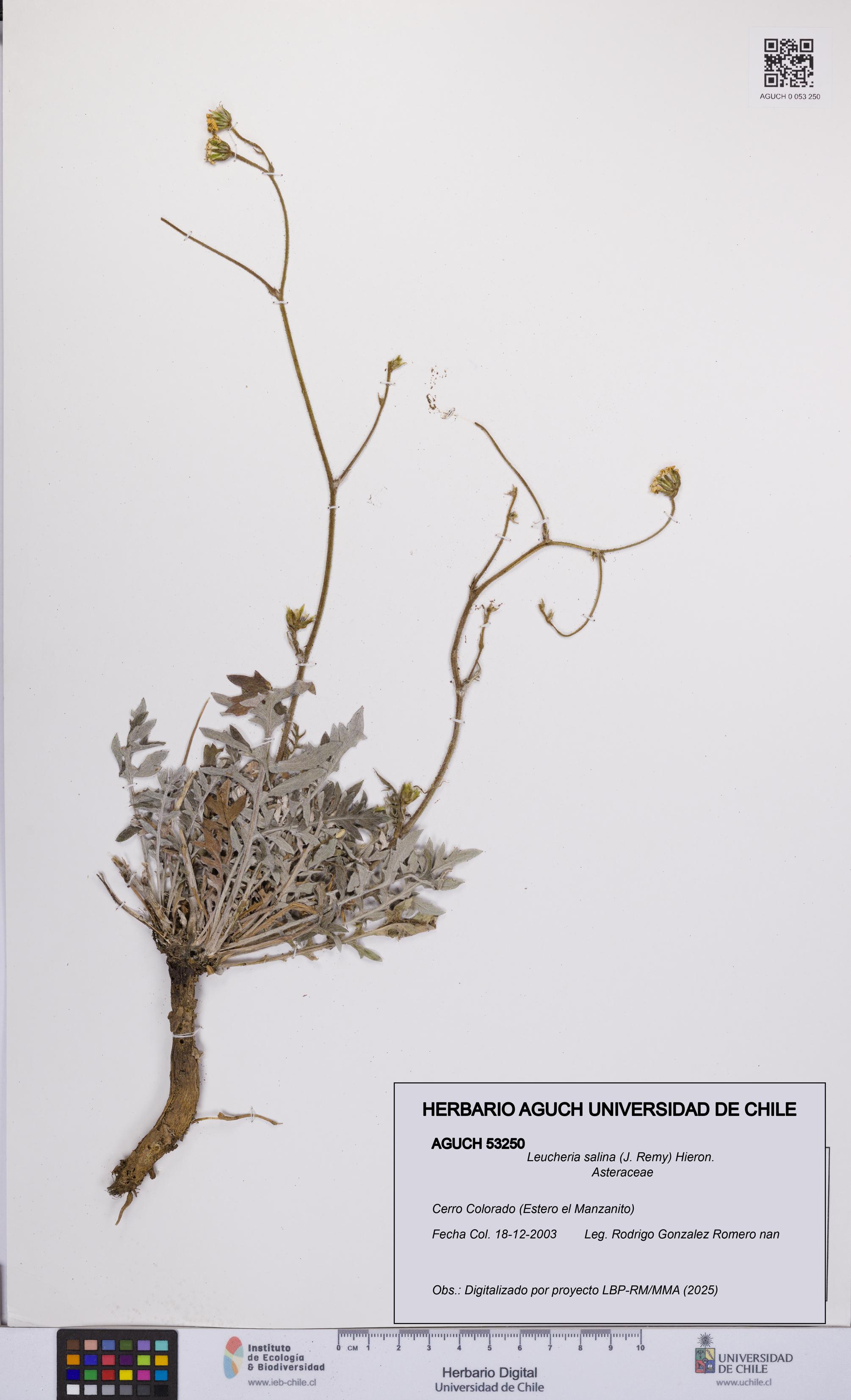 Leucheria salina [Espécimen: UCH:AGUCH:0053250]