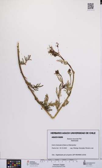 Senecio tocornalii [Espécimen: UCH:AGUCH:0053253]