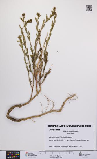 Senecio pentaphyllus [Espécimen: UCH:AGUCH:0053254]