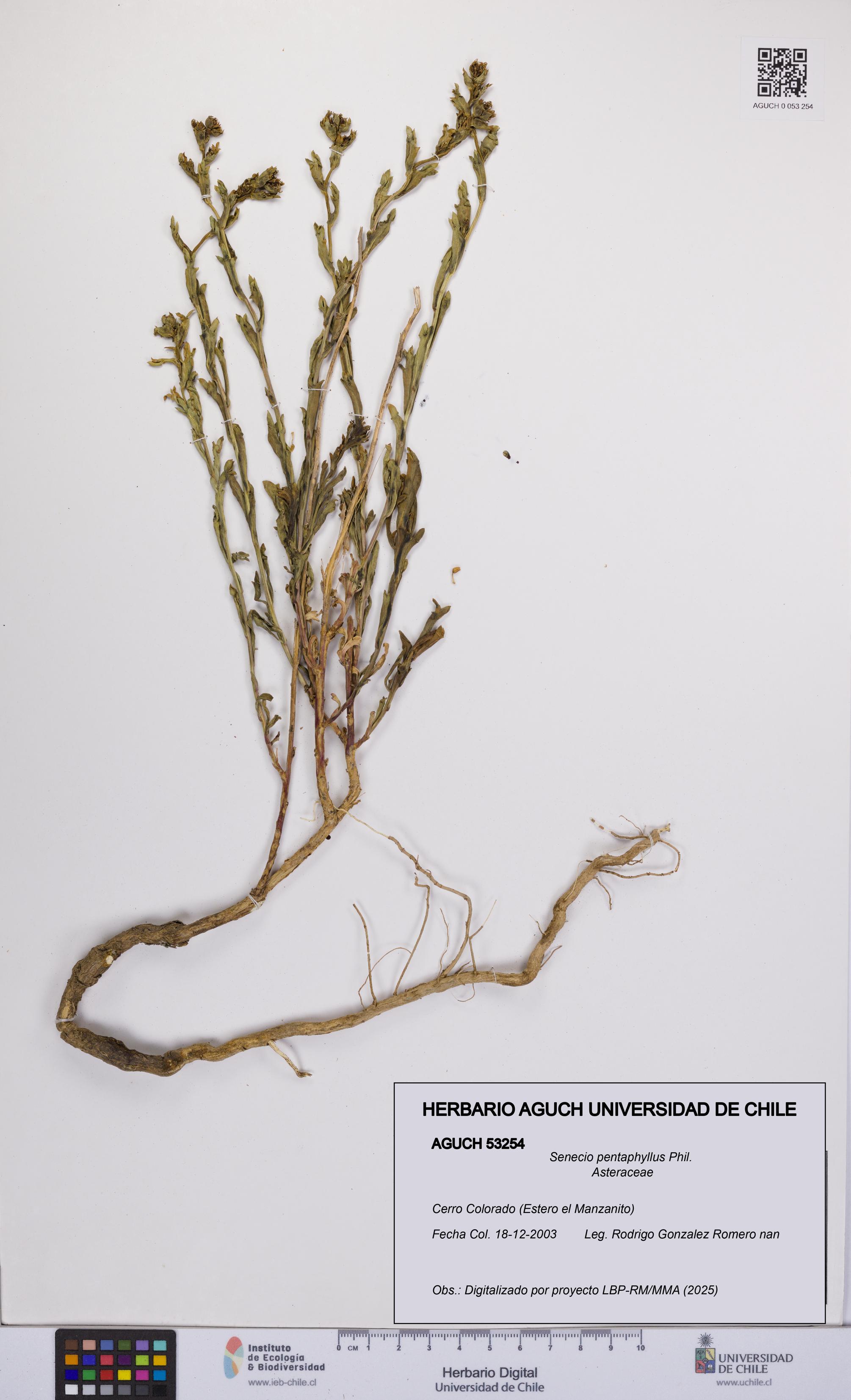 Senecio pentaphyllus [Espécimen: UCH:AGUCH:0053254]