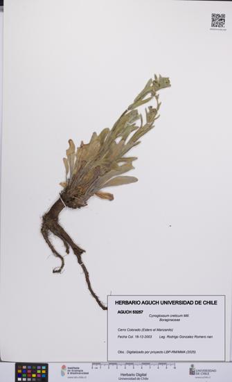 Cynoglossum creticum [Espécimen: UCH:AGUCH:0053257]