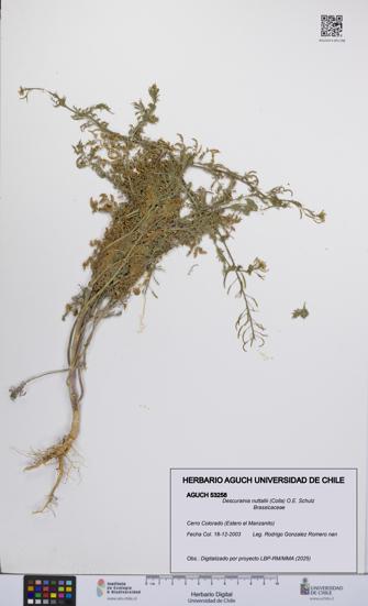 Descurainia nuttallii [Espécimen: UCH:AGUCH:0053258]