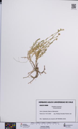 Cerastium arvense [Espécimen: UCH:AGUCH:0053260]