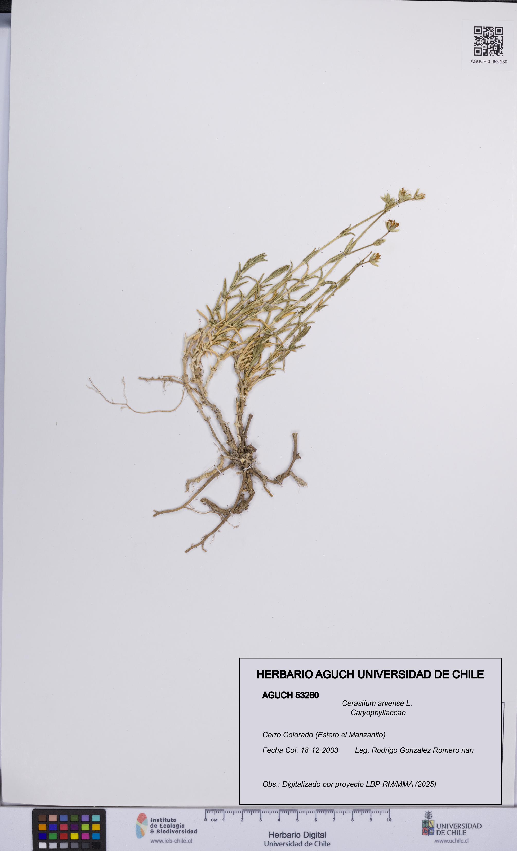 Cerastium arvense [Espécimen: UCH:AGUCH:0053260]