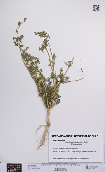 Chenopodium philippianum [Espécimen: UCH:AGUCH:0053261]