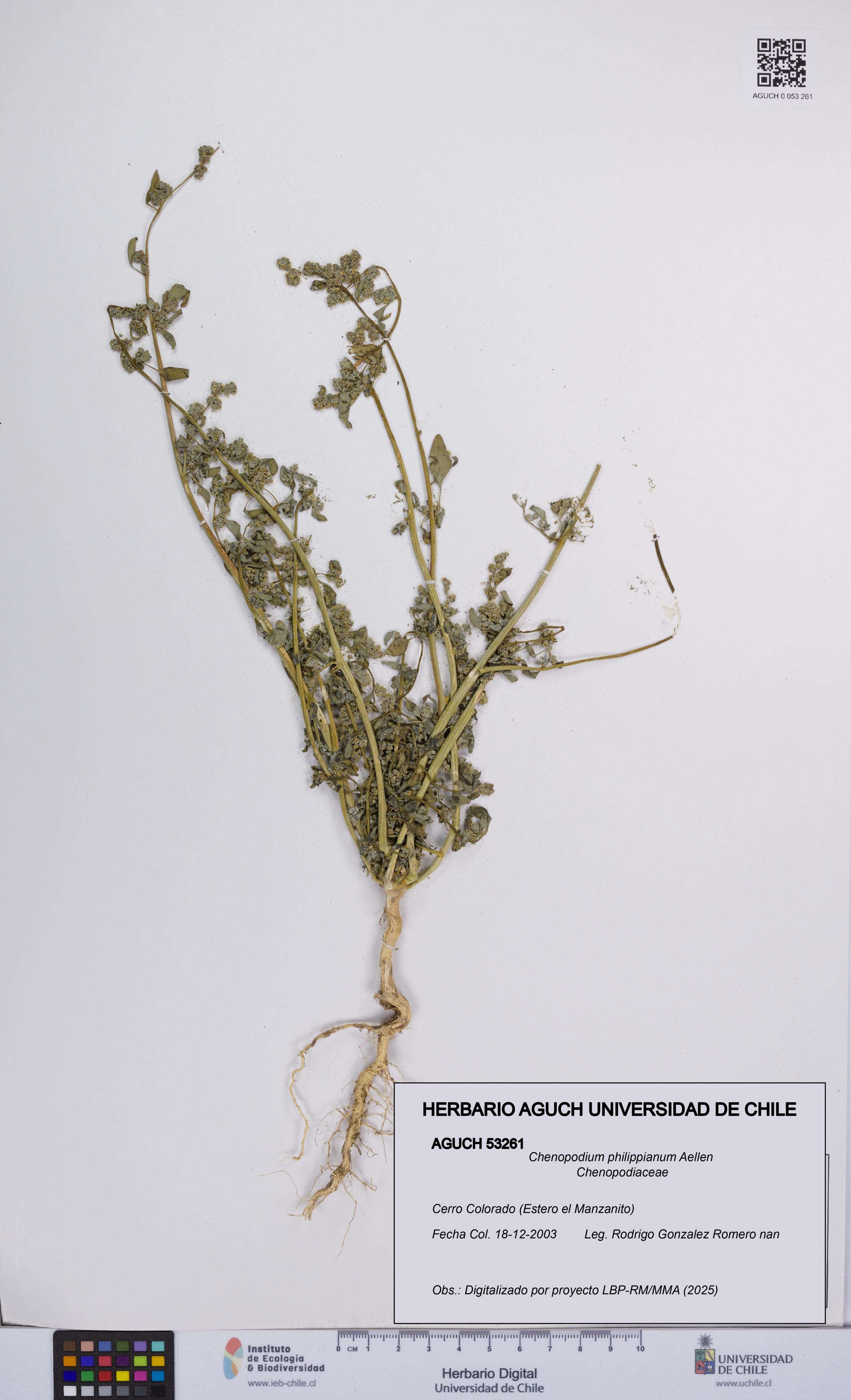 Chenopodium philippianum [Espécimen: UCH:AGUCH:0053261]