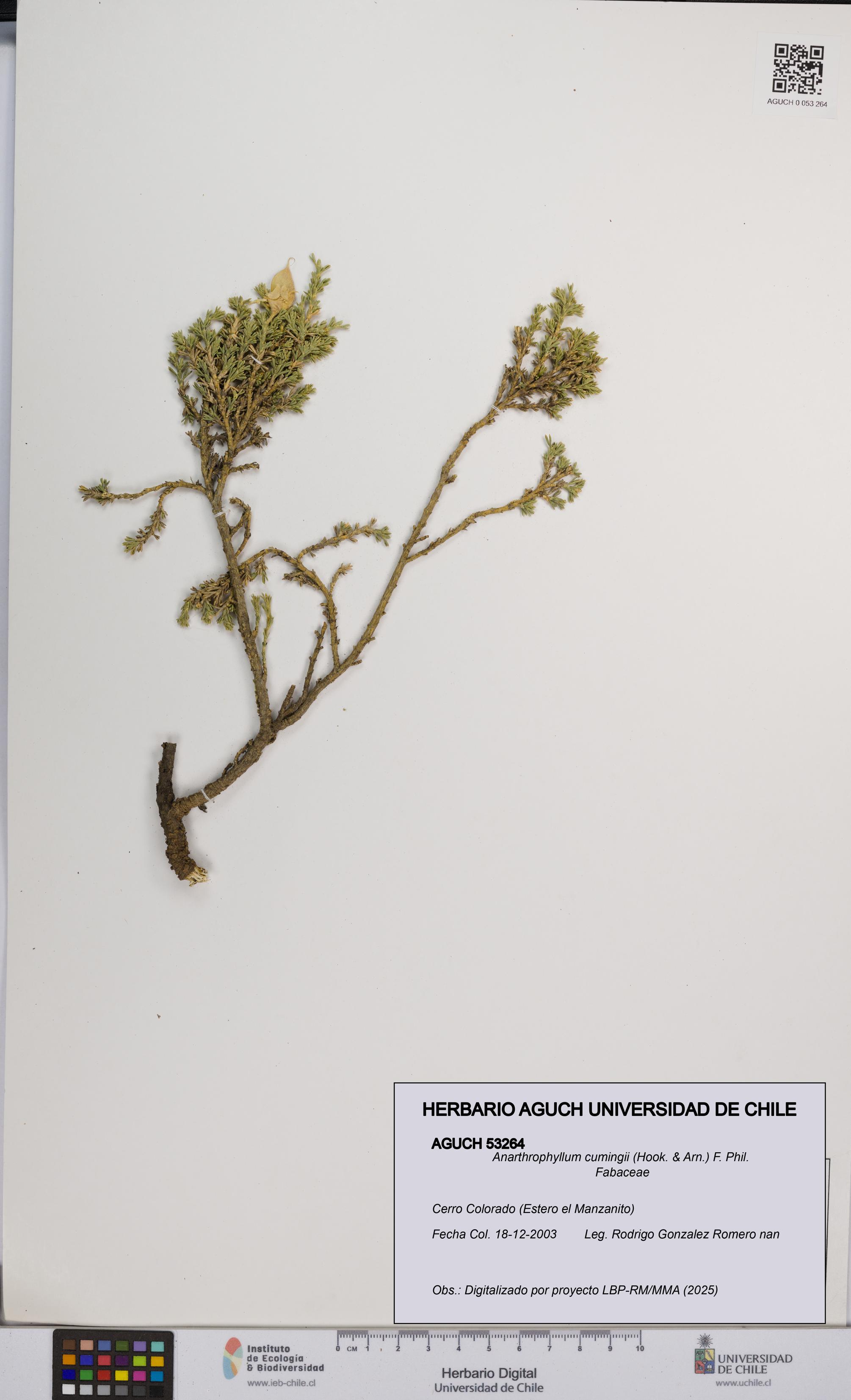 Anarthrophyllum cumingii [Espécimen: UCH:AGUCH:0053264]