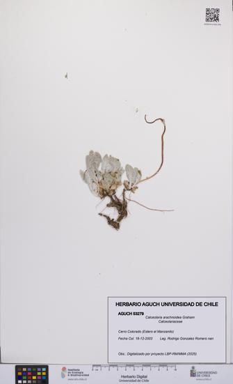 Calceolaria arachnoidea [Espécimen: UCH:AGUCH:0053279]