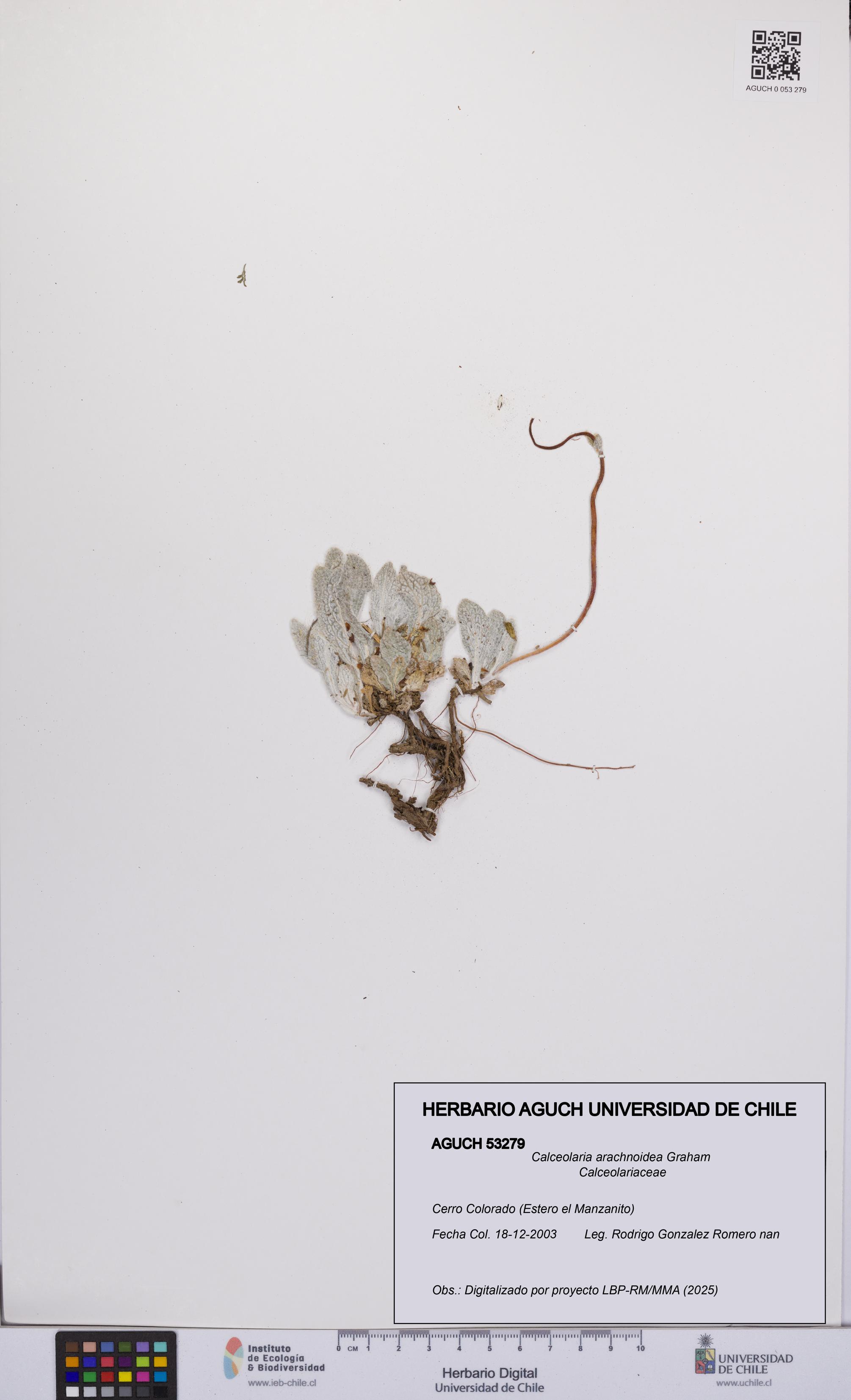 Calceolaria arachnoidea [Espécimen: UCH:AGUCH:0053279]