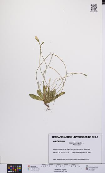 Hypochaeris glabra [Espécimen: UCH:AGUCH:0053363]