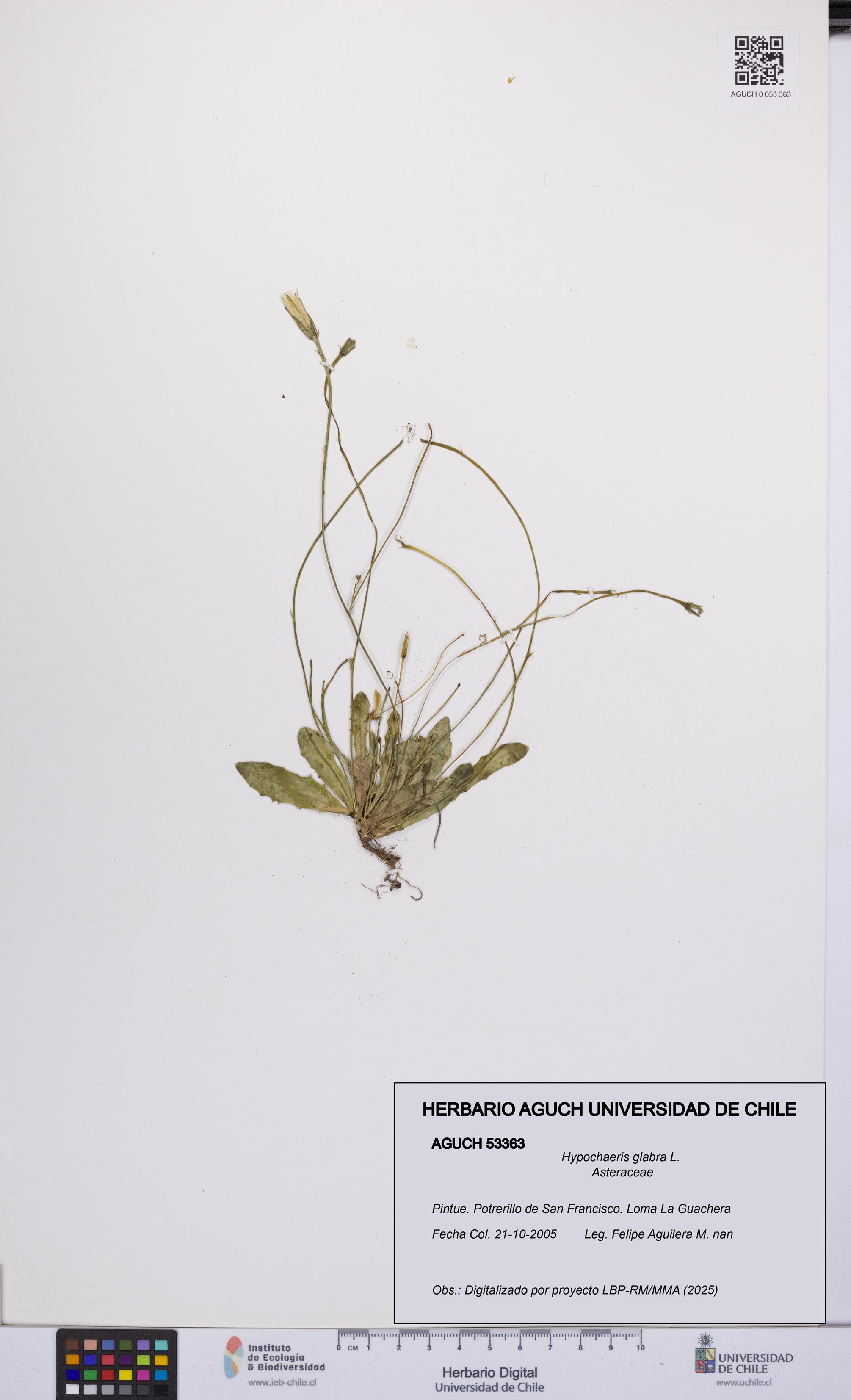 Hypochaeris glabra [Espécimen: UCH:AGUCH:0053363]