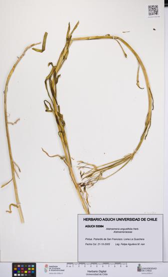 Alstroemeria angustifolia [Espécimen: UCH:AGUCH:0053384]