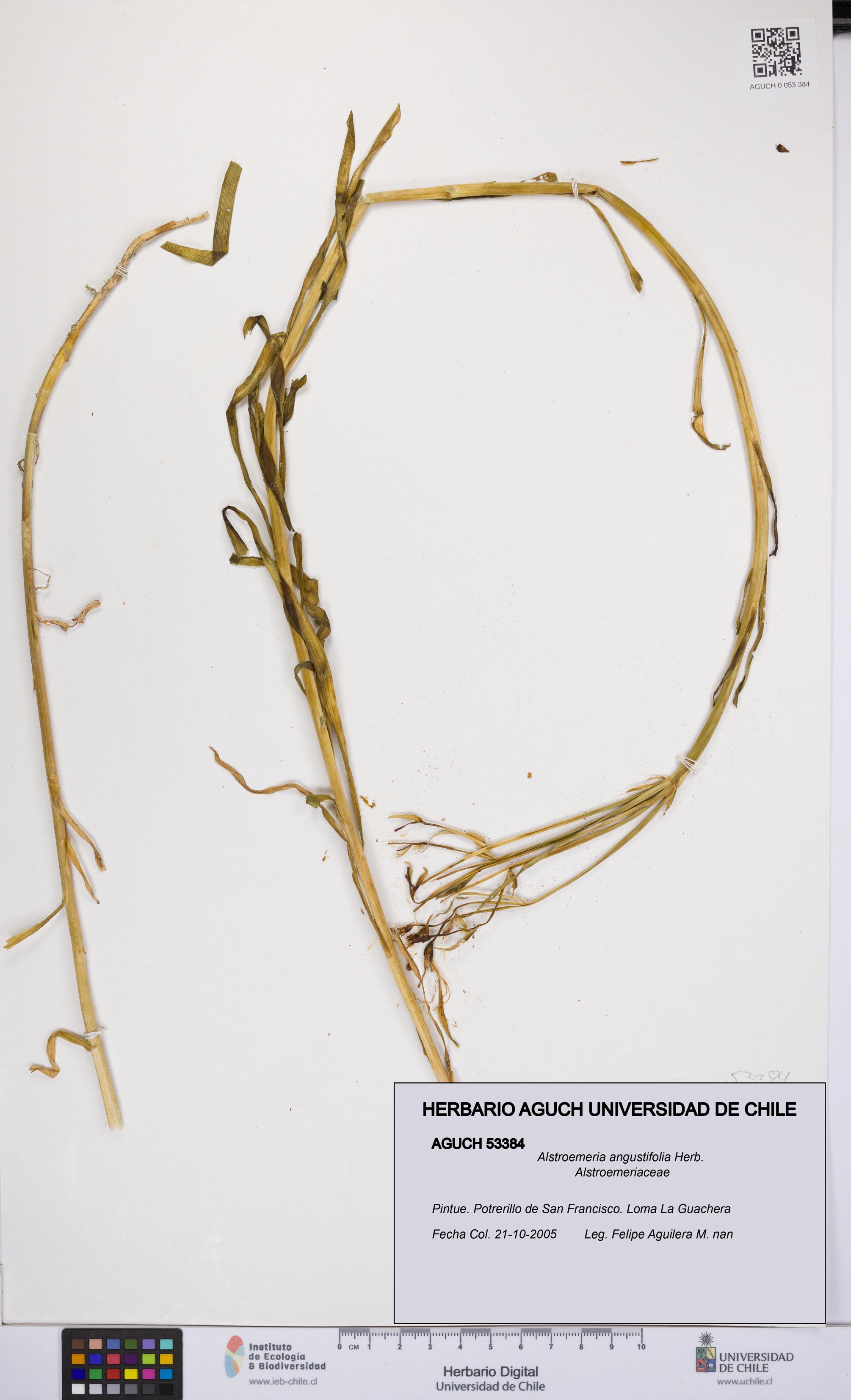 Alstroemeria angustifolia [Espécimen: UCH:AGUCH:0053384]