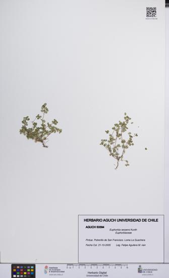 Euphorbia serpens [Espécimen: UCH:AGUCH:0053394]
