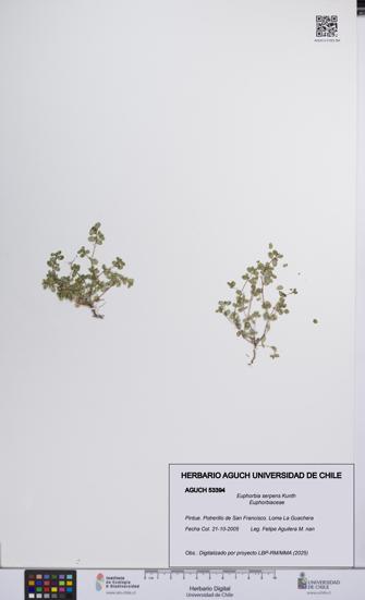 Euphorbia serpens [Espécimen: UCH:AGUCH:0053394]