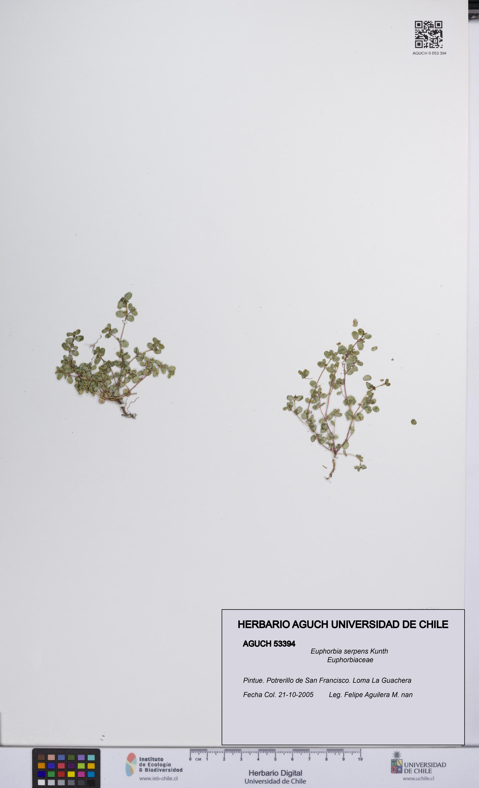 Euphorbia serpens [Espécimen: UCH:AGUCH:0053394]