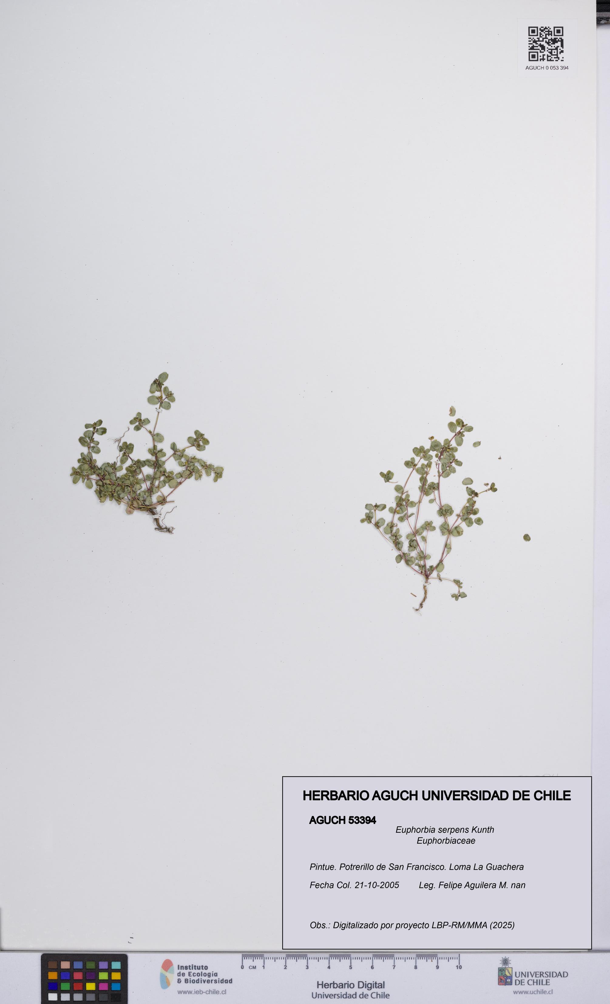 Euphorbia serpens [Espécimen: UCH:AGUCH:0053394]