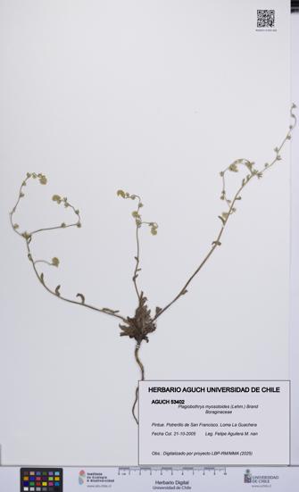 Plagiobothrys myosotoides [Espécimen: UCH:AGUCH:0053402]