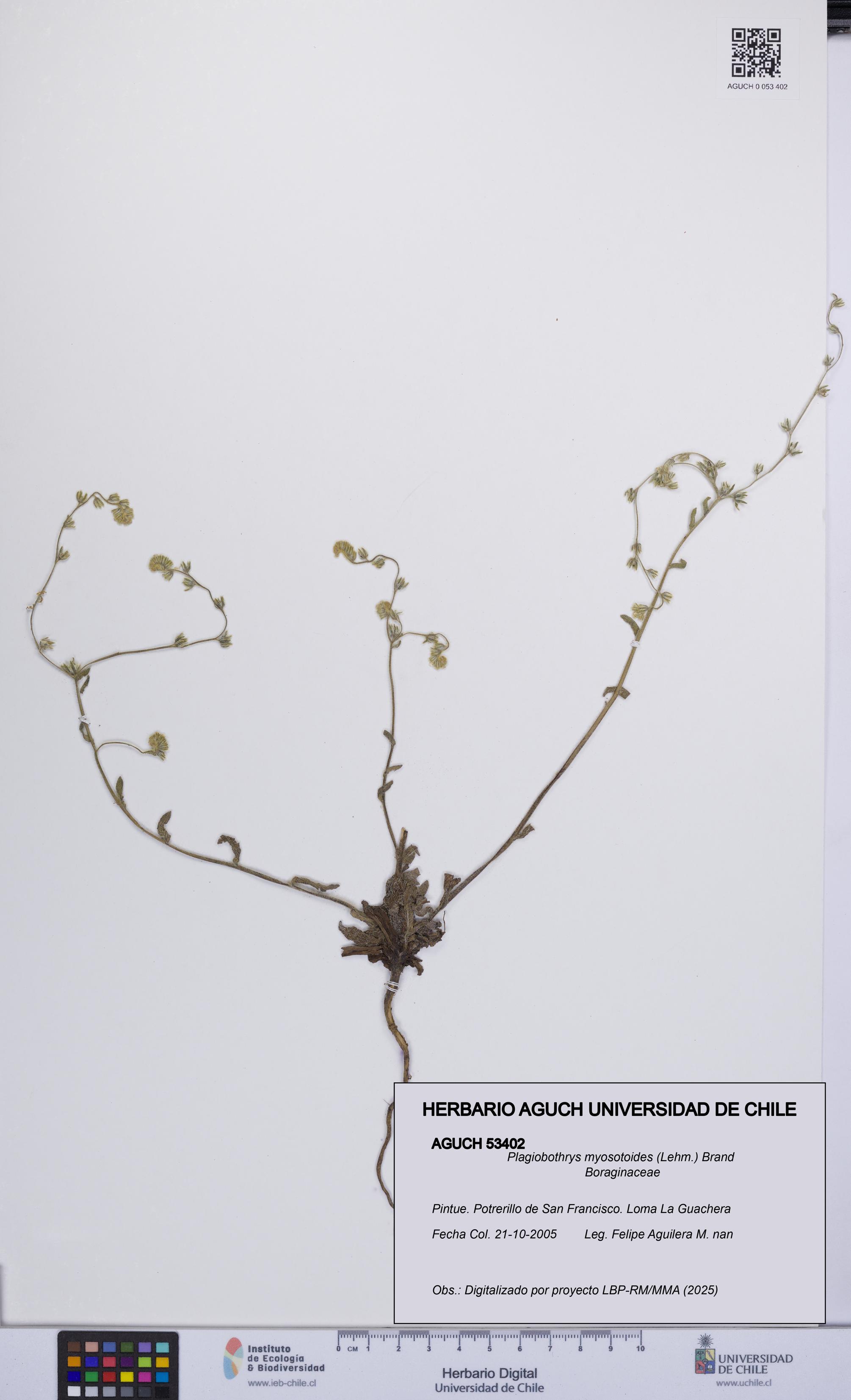 Plagiobothrys myosotoides [Espécimen: UCH:AGUCH:0053402]