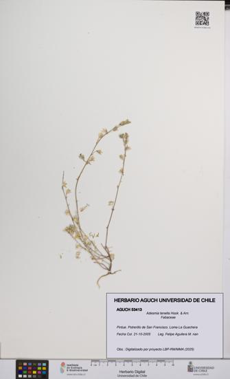 Adesmia tenella [Espécimen: UCH:AGUCH:0053413]