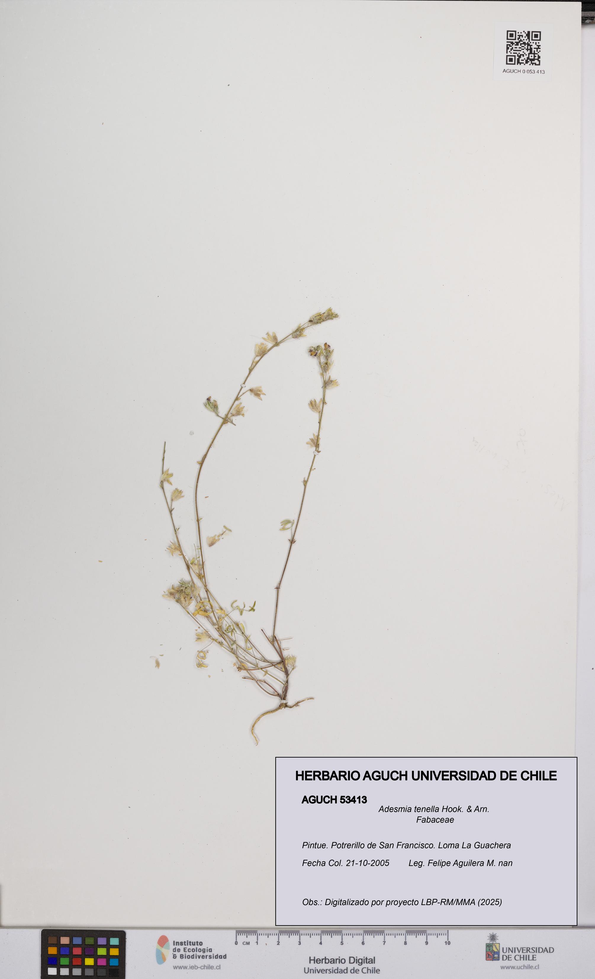 Adesmia tenella [Espécimen: UCH:AGUCH:0053413]