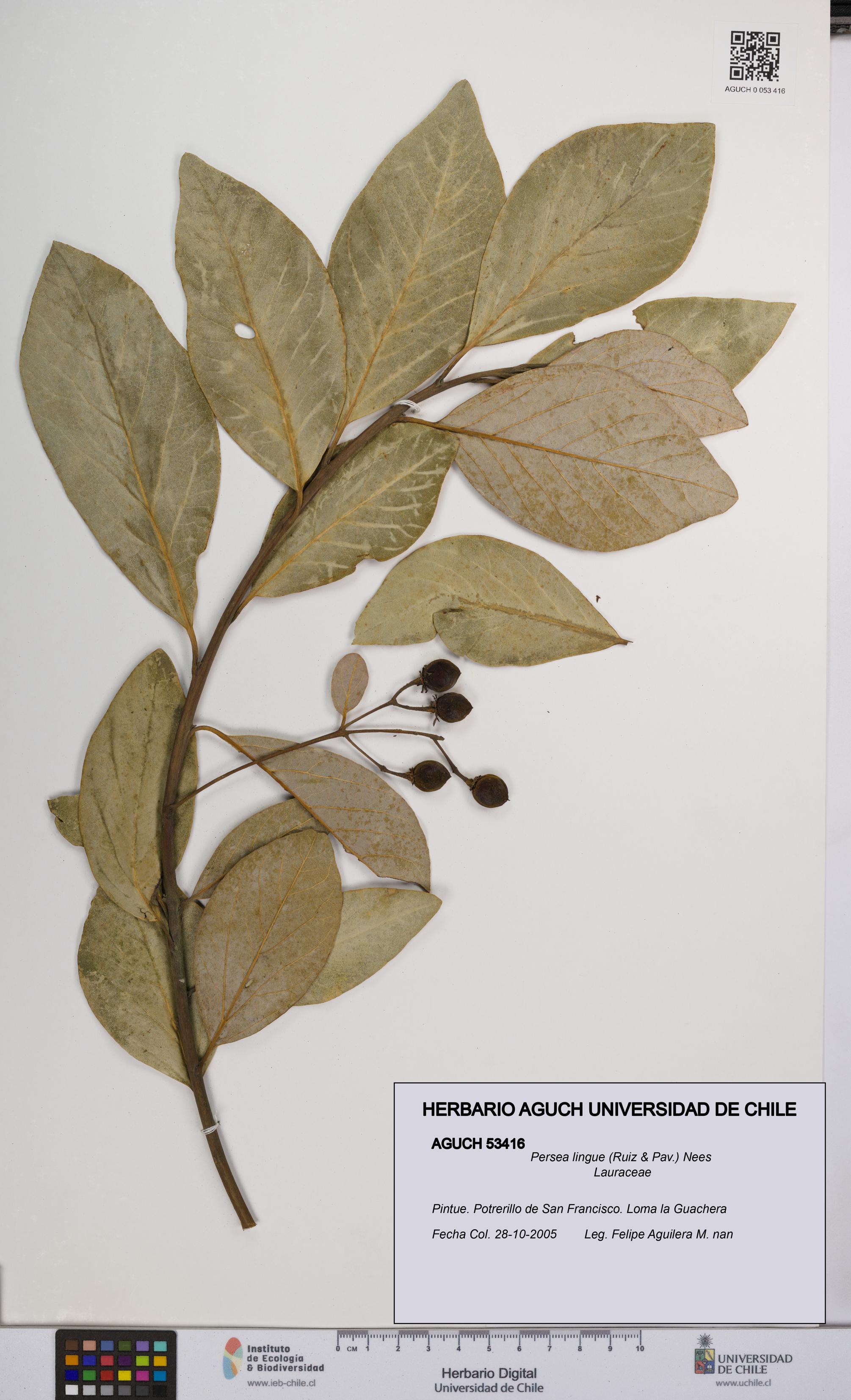 Persea lingue [Espécimen: UCH:AGUCH:0053416]