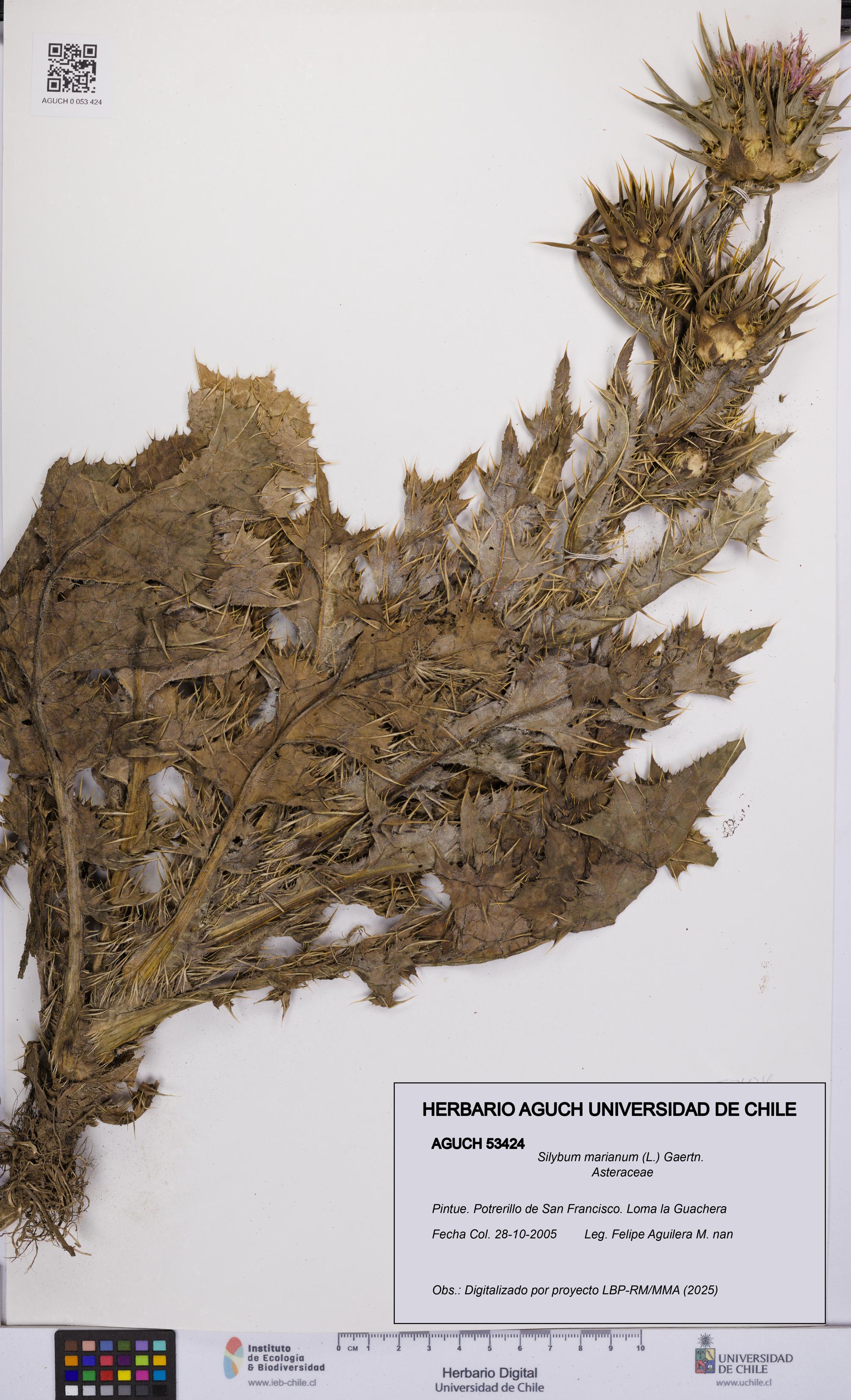 Silybum marianum [Espécimen: UCH:AGUCH:0053424]
