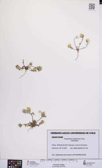 Chaetanthera ciliata [Espécimen: UCH:AGUCH:0053426]