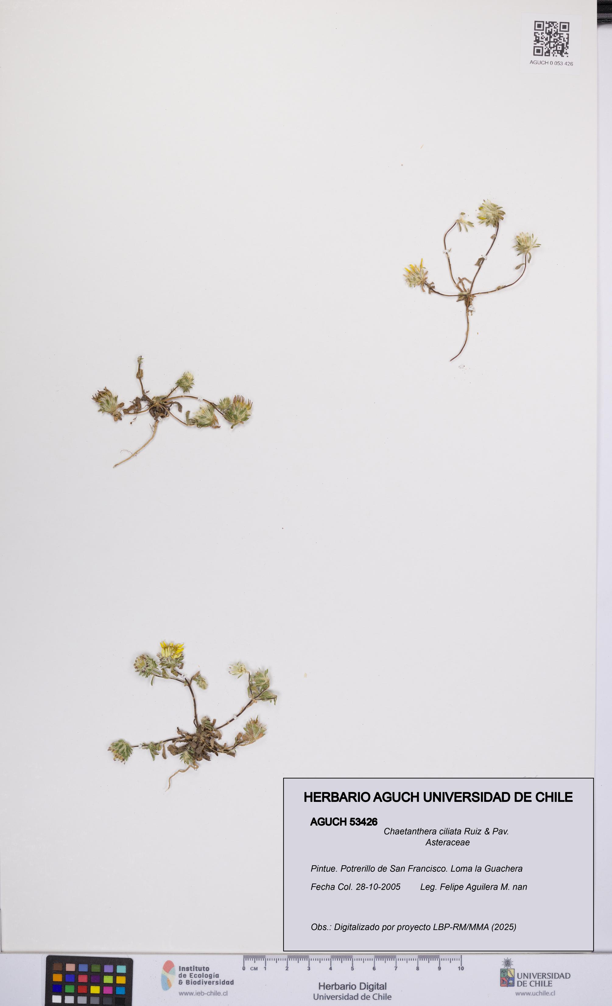 Chaetanthera ciliata [Espécimen: UCH:AGUCH:0053426]