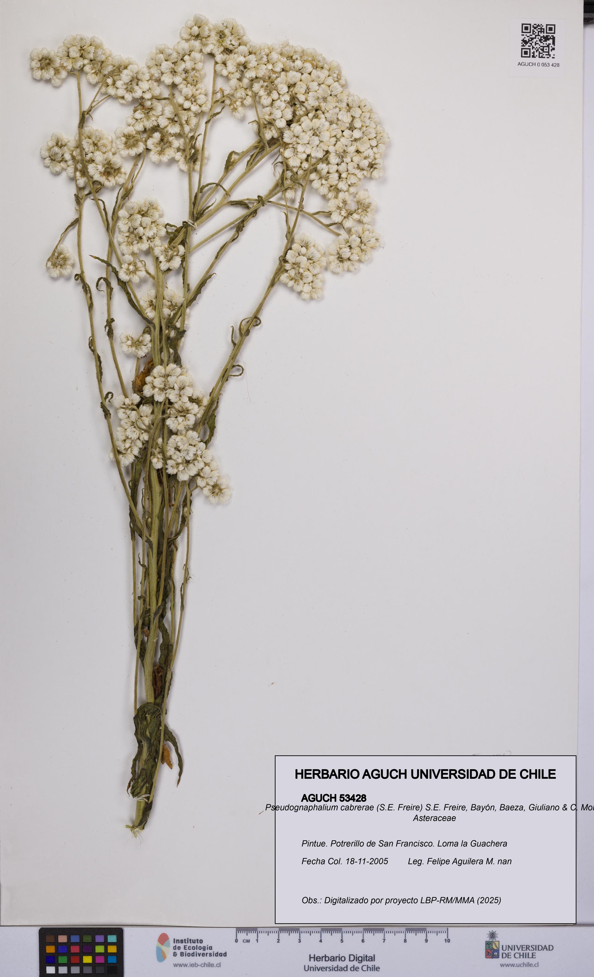 Pseudognaphalium cabrerae [Espécimen: UCH:AGUCH:0053428]