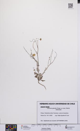 Leucheria glacialis [Espécimen: UCH:AGUCH:0053429]