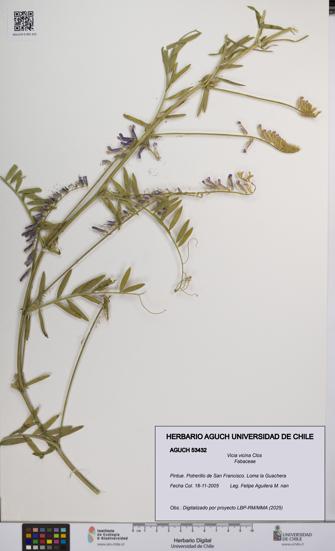 Vicia vicina [Espécimen: UCH:AGUCH:0053432]