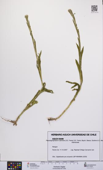 Pseudognaphalium cabrerae [Espécimen: UCH:AGUCH:0053456]