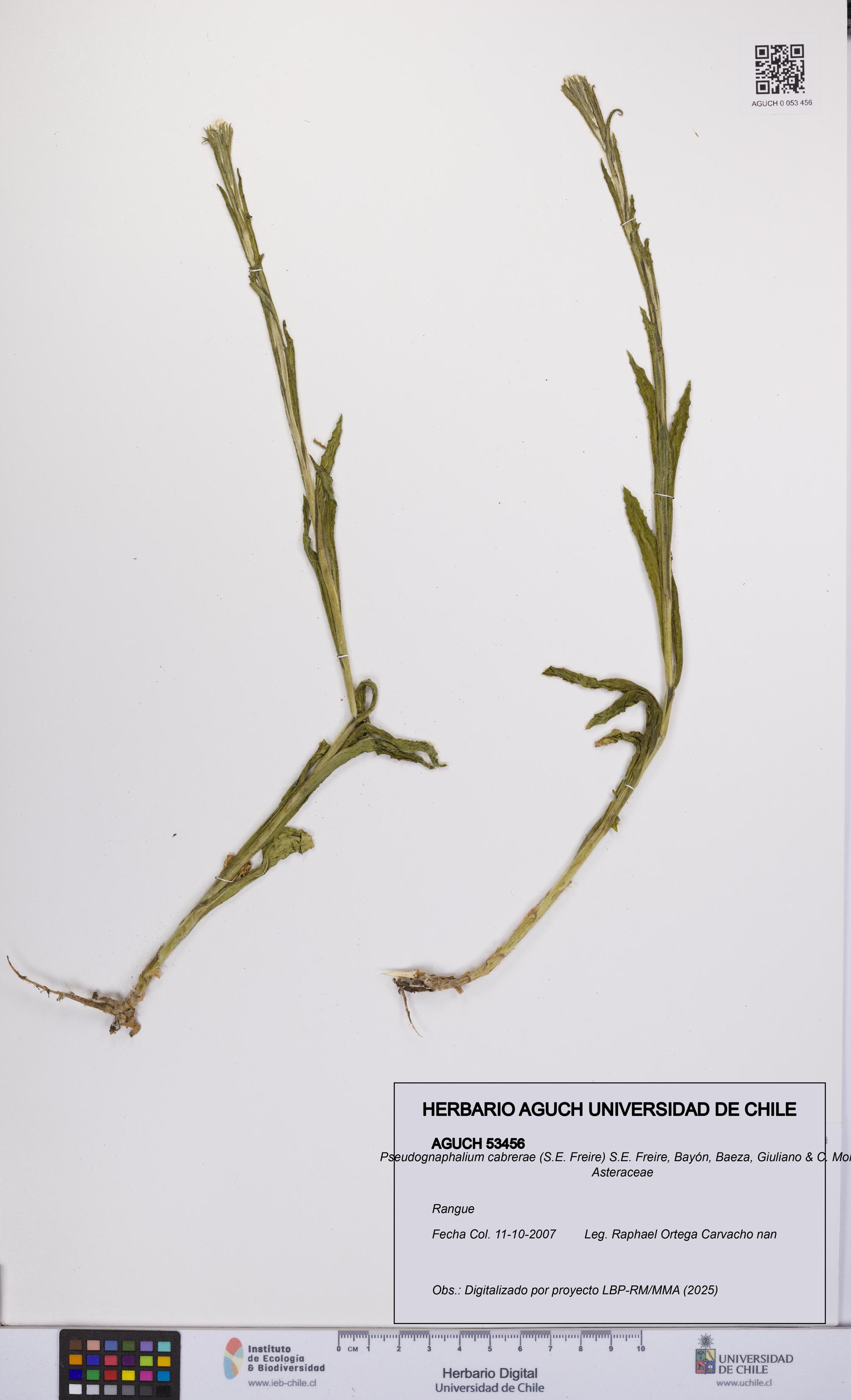 Pseudognaphalium cabrerae [Espécimen: UCH:AGUCH:0053456]