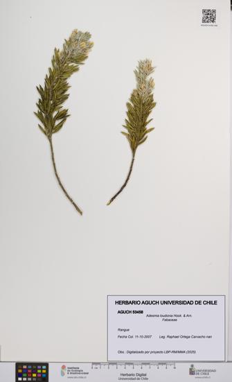 Adesmia loudonia [Espécimen: UCH:AGUCH:0053458]