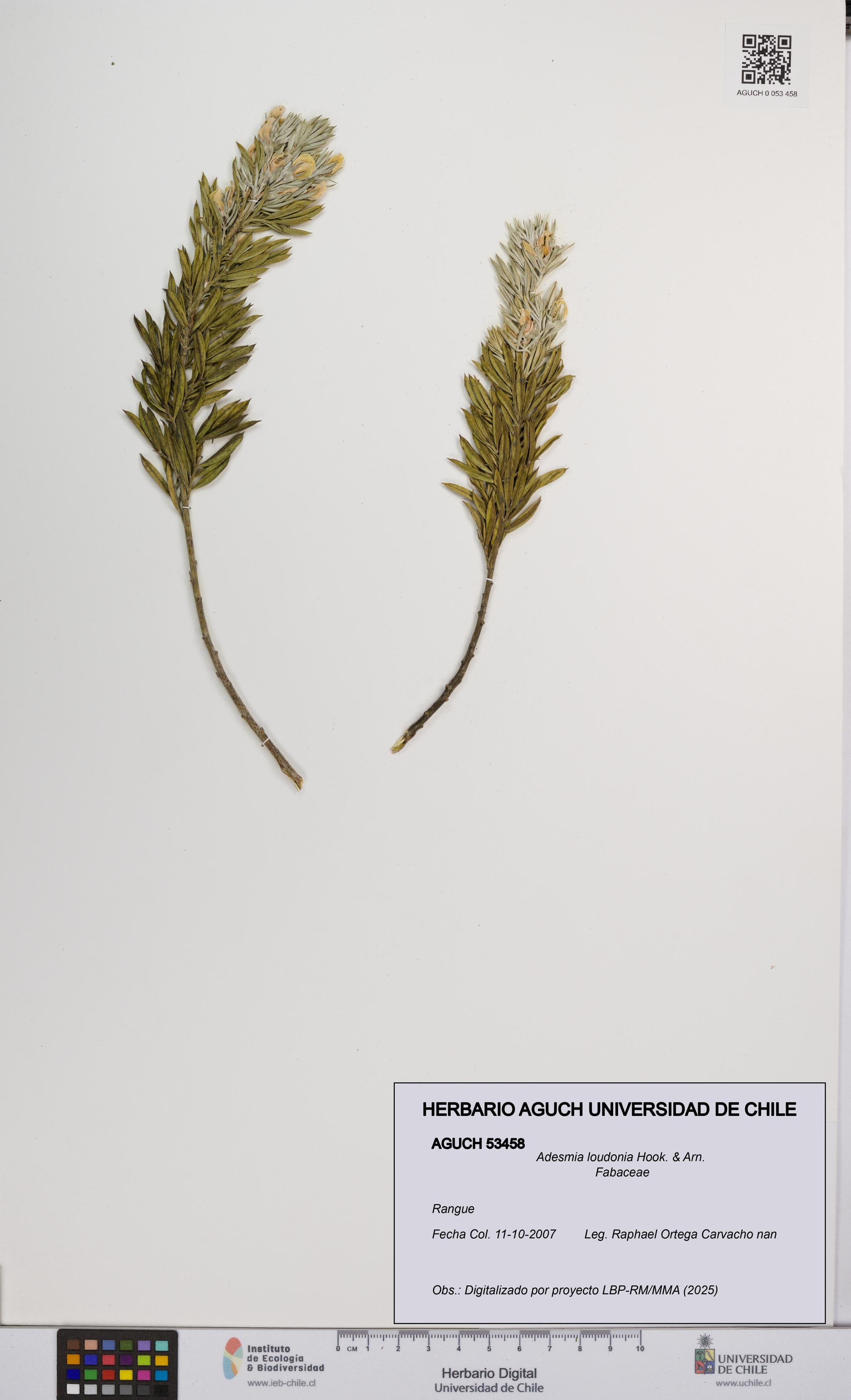 Adesmia loudonia [Espécimen: UCH:AGUCH:0053458]