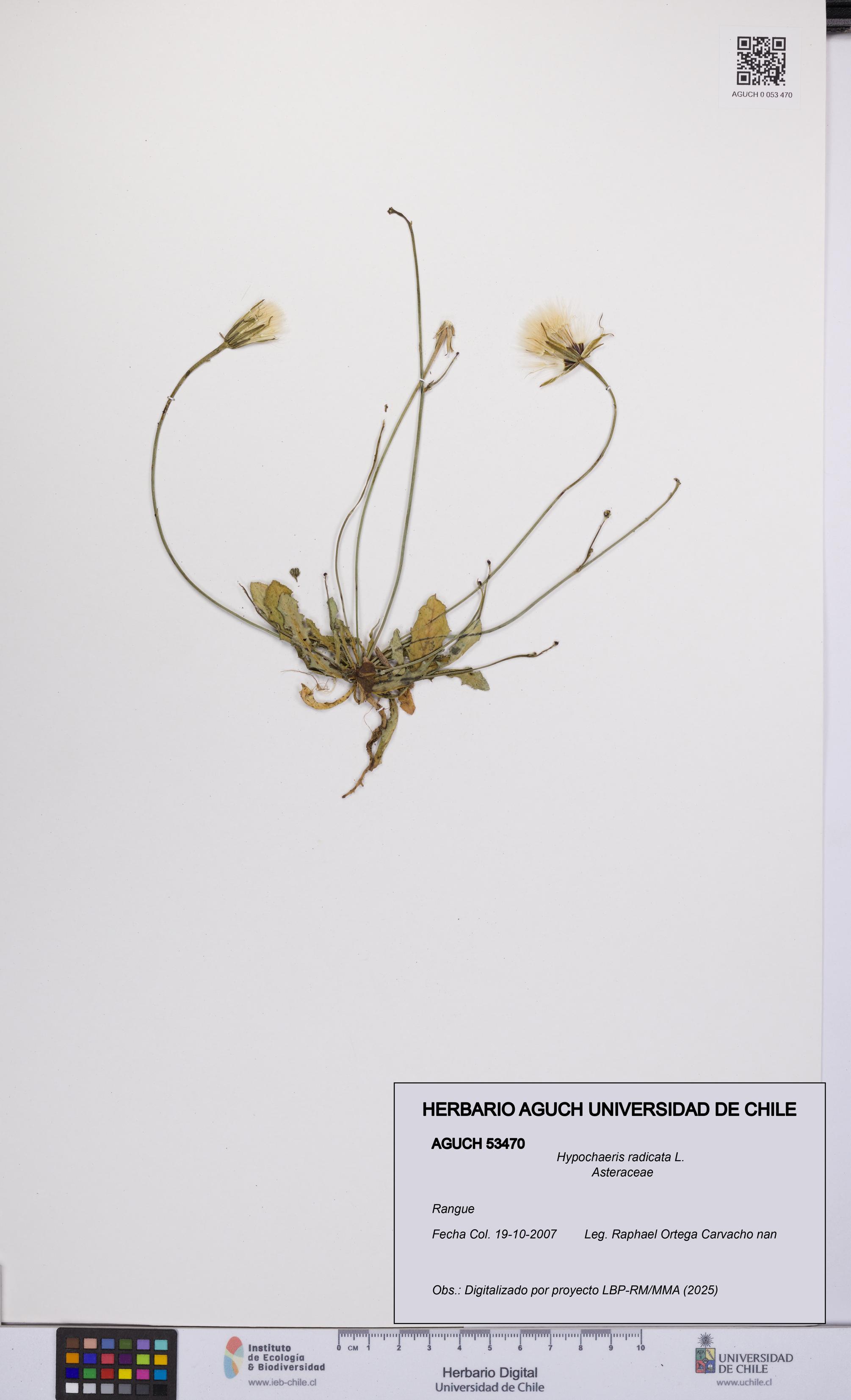 Hypochaeris radicata [Espécimen: UCH:AGUCH:0053470]