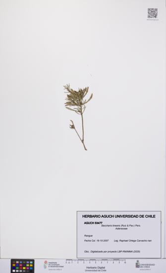 Baccharis linearis [Espécimen: UCH:AGUCH:0053477]
