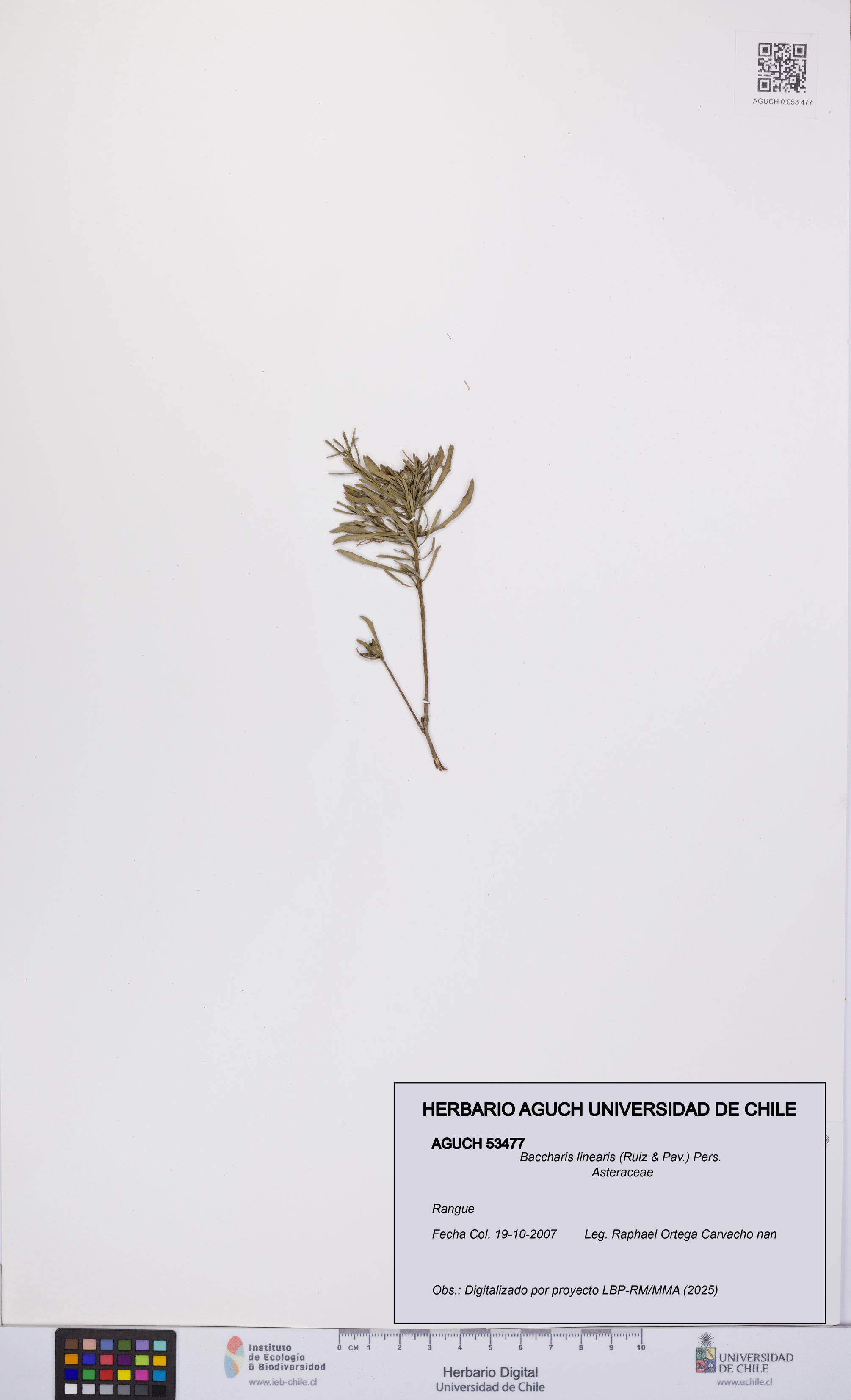 Baccharis linearis [Espécimen: UCH:AGUCH:0053477]