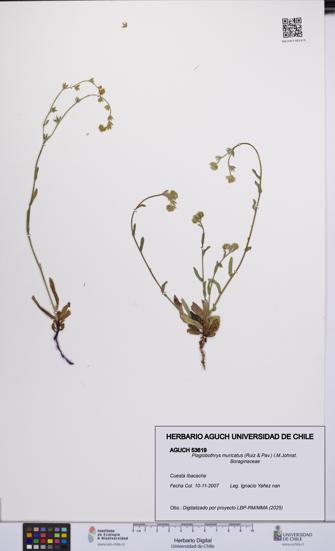 Plagiobothrys muricatus [Espécimen: ]