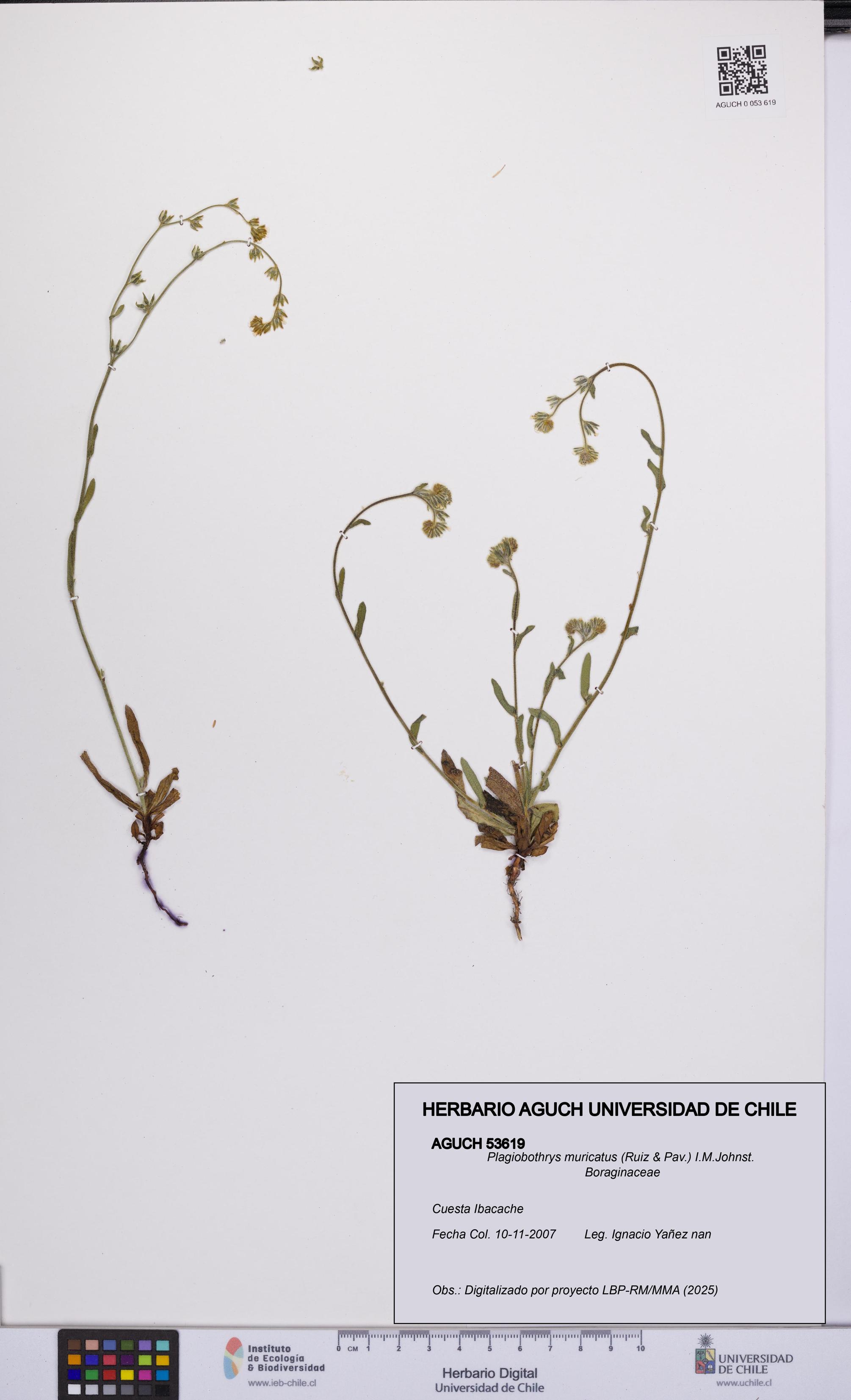 Plagiobothrys muricatus [Espécimen: ]