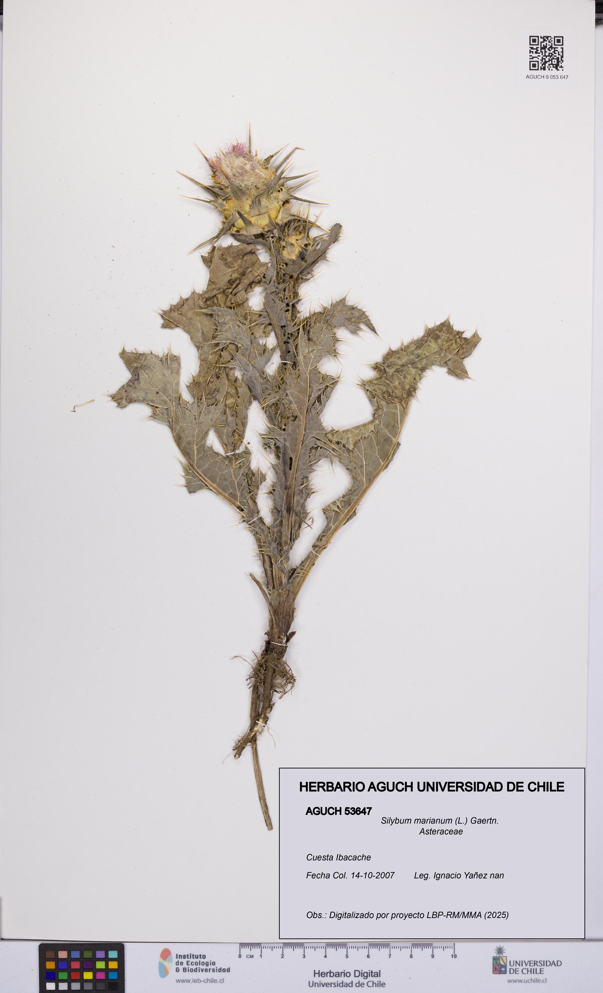 Silybum marianum [Espécimen: UCH:AGUCH:0053647]