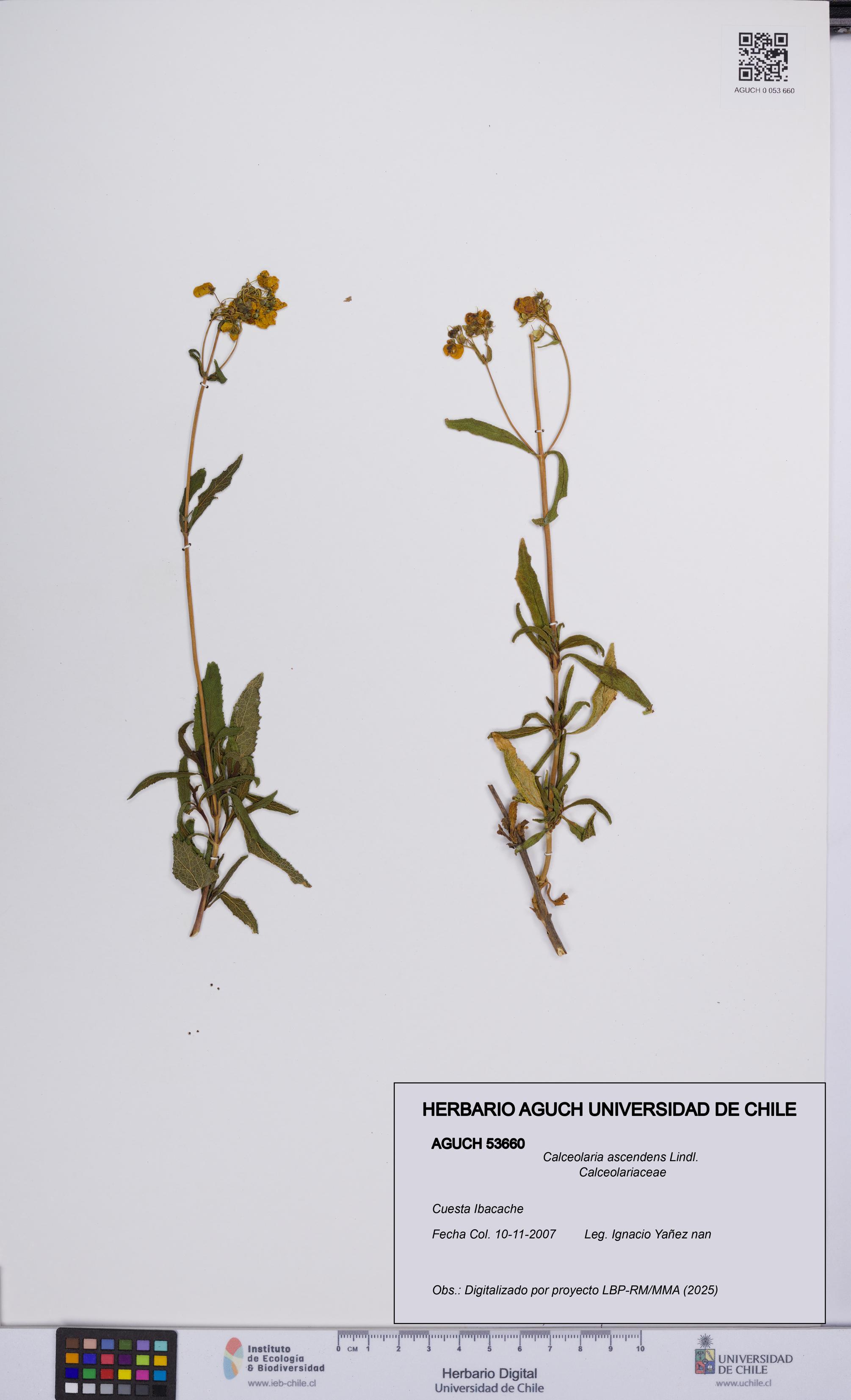 Calceolaria ascendens [Espécimen: UCH:AGUCH:0053660]