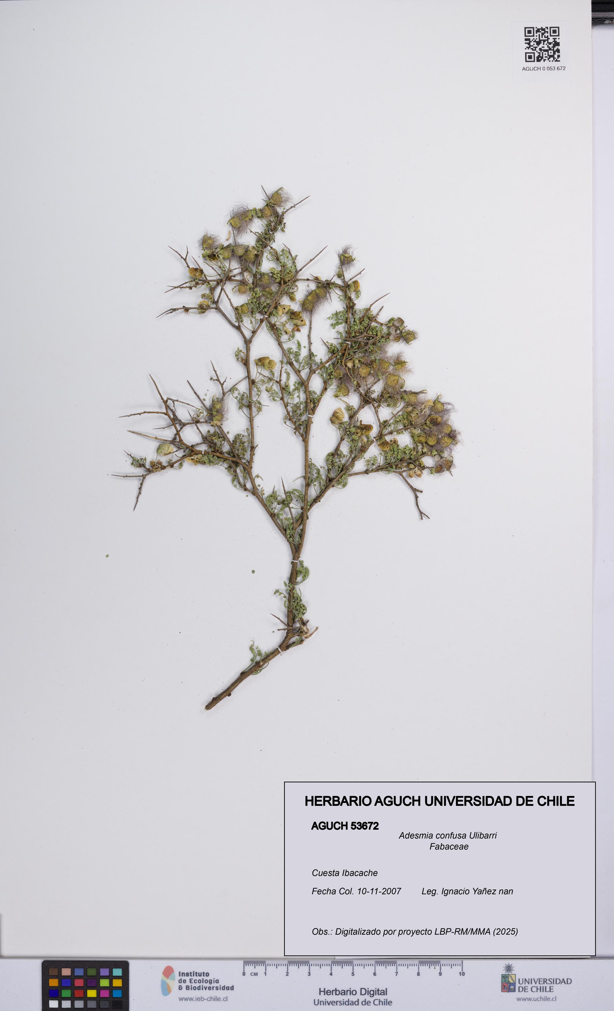 Adesmia confusa [Espécimen: UCH:AGUCH:0053672]