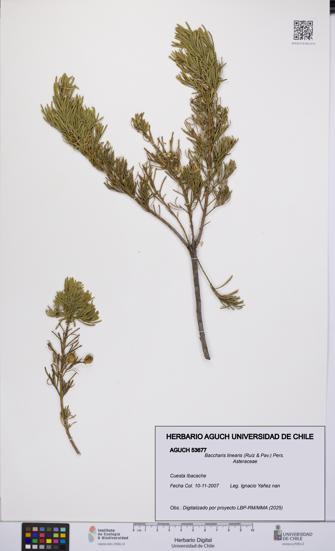 Baccharis linearis [Espécimen: UCH:AGUCH:0053677]