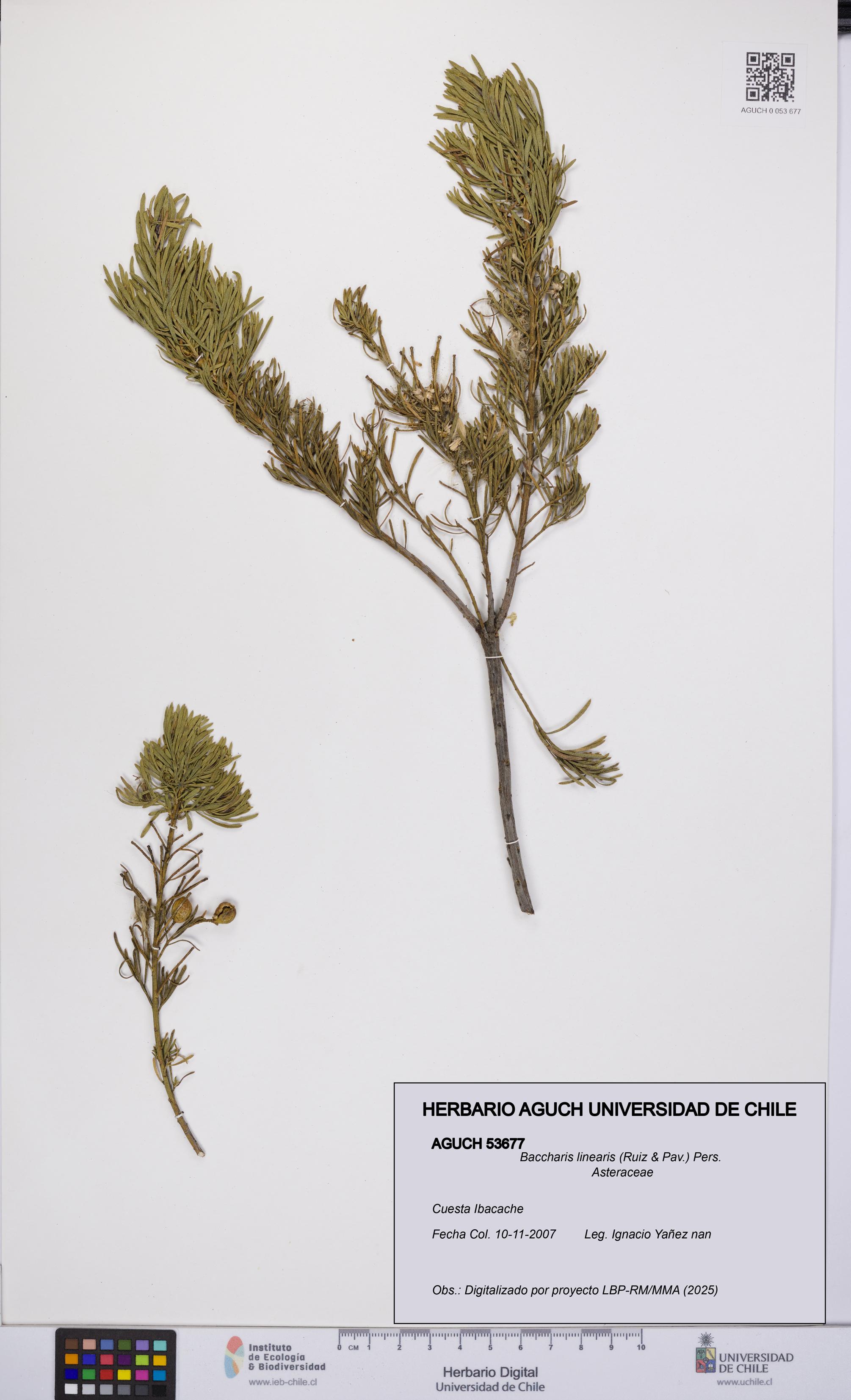 Baccharis linearis [Espécimen: UCH:AGUCH:0053677]